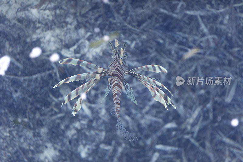 狮子鱼 (Pterois) 和 Cayo Largo，古巴